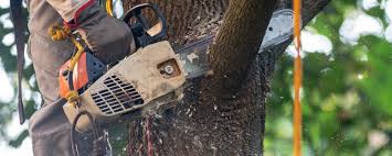 Tree and Shrub Care in Daytona Beach, FL